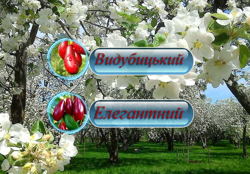 Купити саджанці дерево-саду кизилу "Видубицький" + "Елегантний" (щеплений)