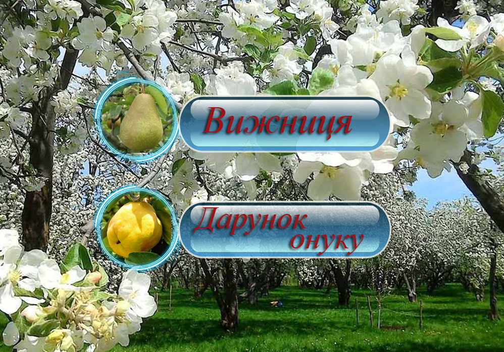 Купити саджанці дерево-саду груші  "Вижница" + айви "Дарунок онуку"   