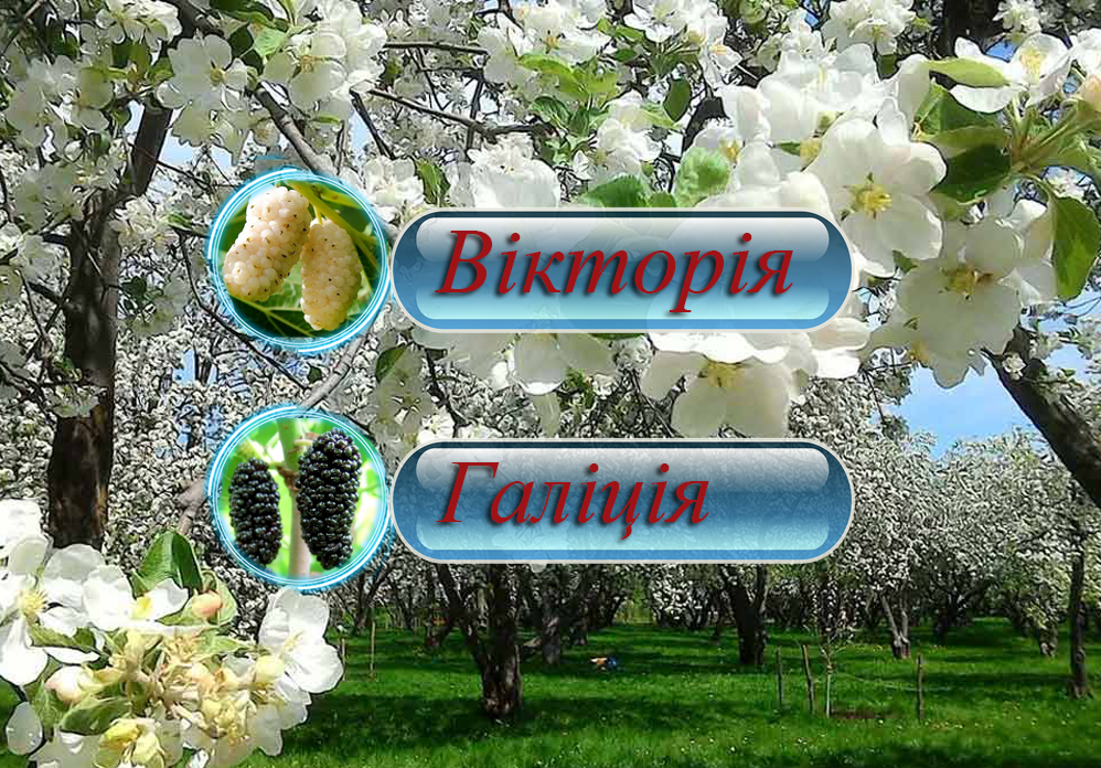 Купити саджанці дерево-саду шовковицю "Вікторія" + "Галіція"