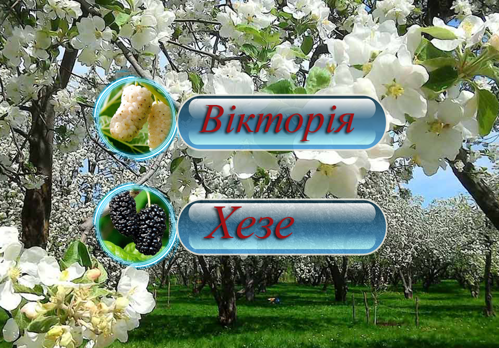 Купити саджанці дерево-саду шовковицю "Вікторія" + "Хезе"