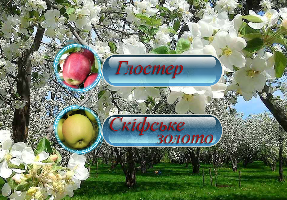 Купити саджанці дерево-саду яблуні  "Глостер" + "Скіфське Золото"