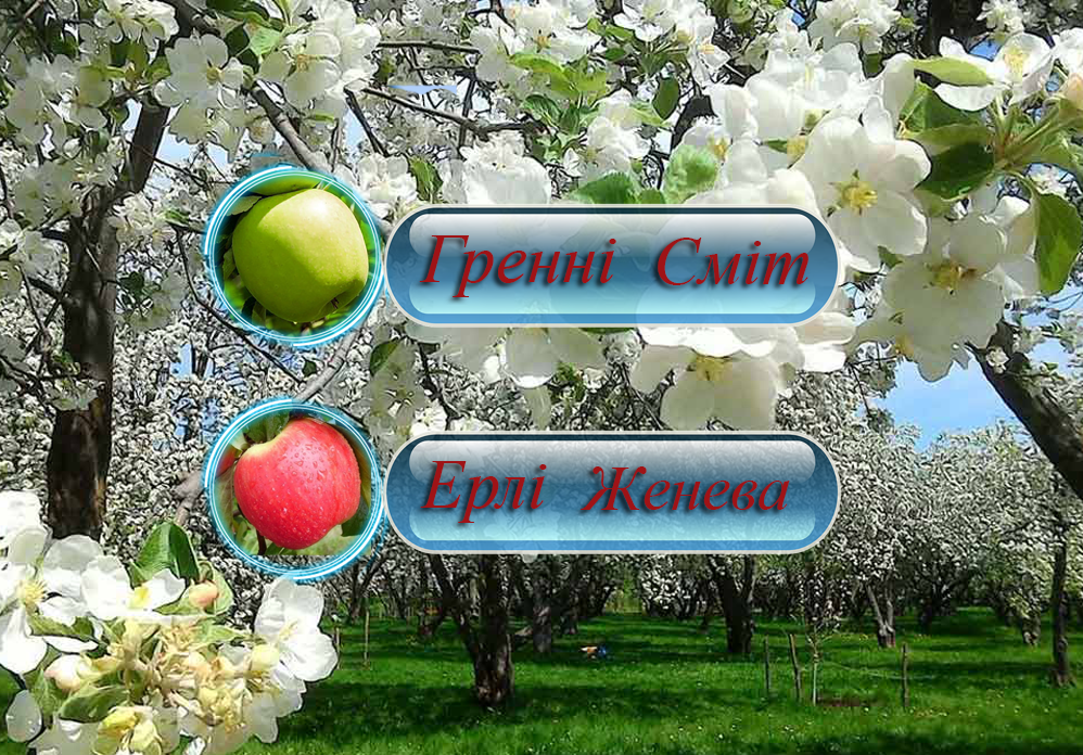 Купить саженцы дерево-сада яблони  "Гренни Смит" + "Эрли Женева"