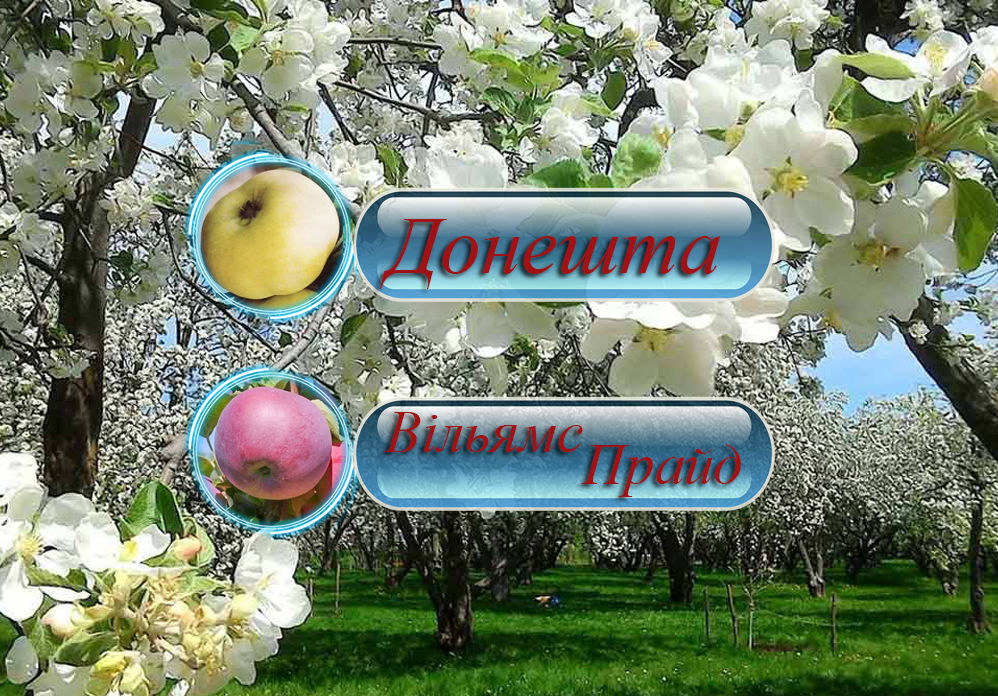 Купити саджанці дерево-саду яблуні  "Донешта" + "Вільямс Прайд"
