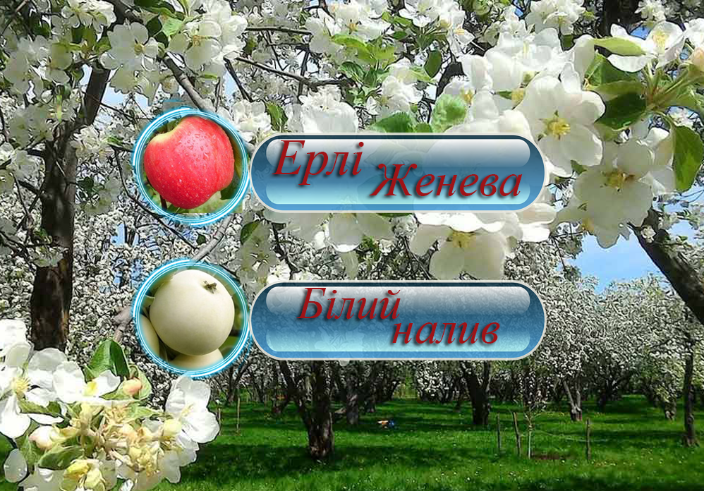 Купити саджанці дерево-саду яблуні  "Ерли Женева" + "Білий налив" + "Сирена"