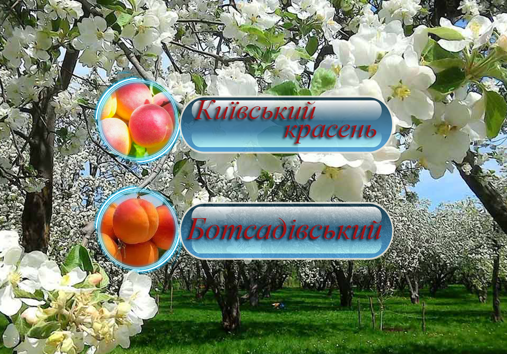 Купити саджанці дерево-саду абрикоса "Київський Красень" + "Ботсадівський"