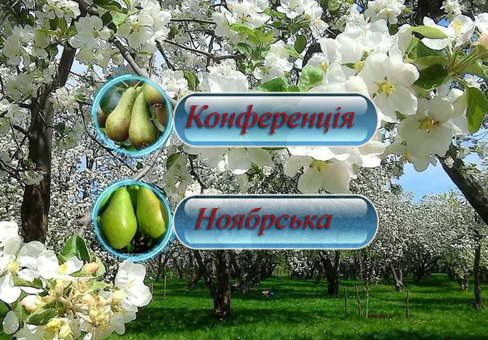 Купити саджанці дерево-саду груші  "Конференція" + "Ноябрська"