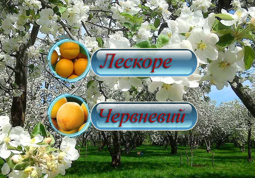 Купить саженцы дерево-сада абрикоса "Лескоре" + "Червневий"