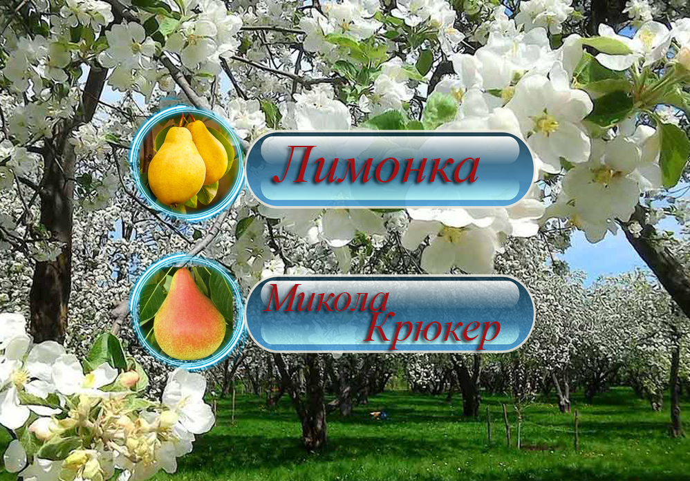 Купити саджанці дерево-саду груші  "Лимонка + Микола Крюгер"