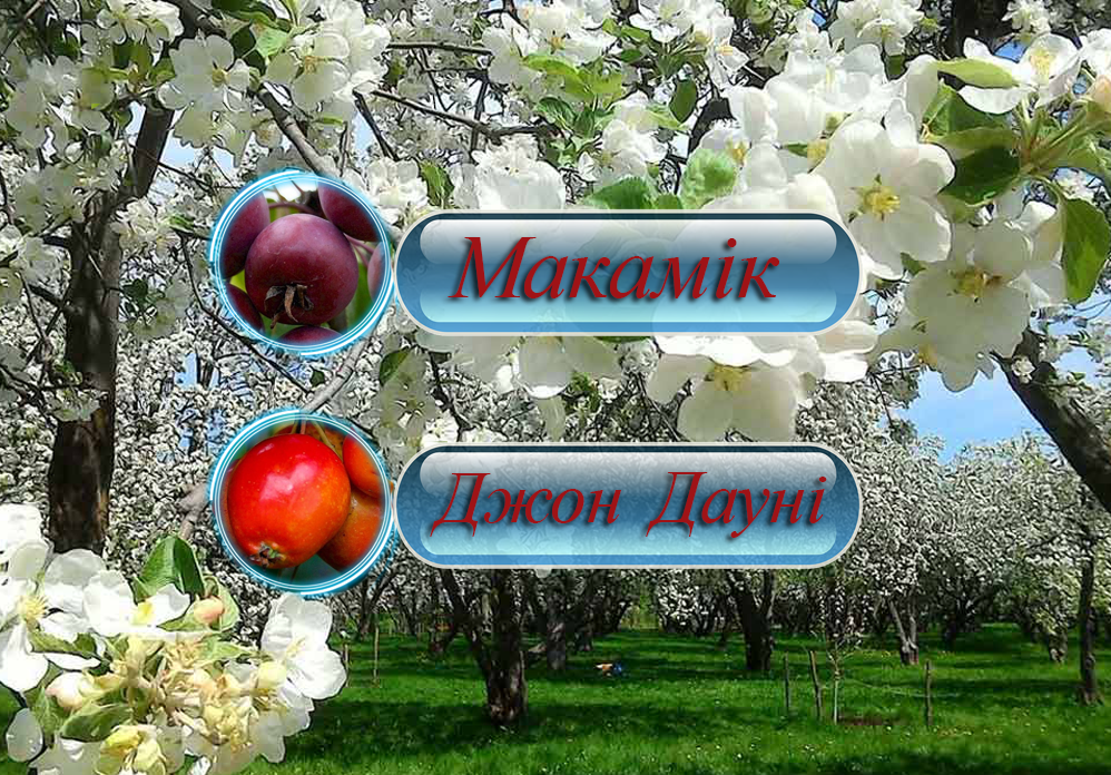 Дерево - Сад Яблуня "Макамік" + "Джон Дауні"