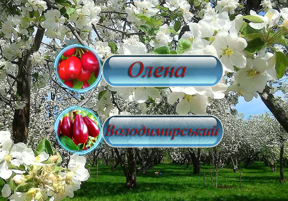 Купити саджанці дерево-саду кизилу "Олена" + "Володимирівський" (щеплений)