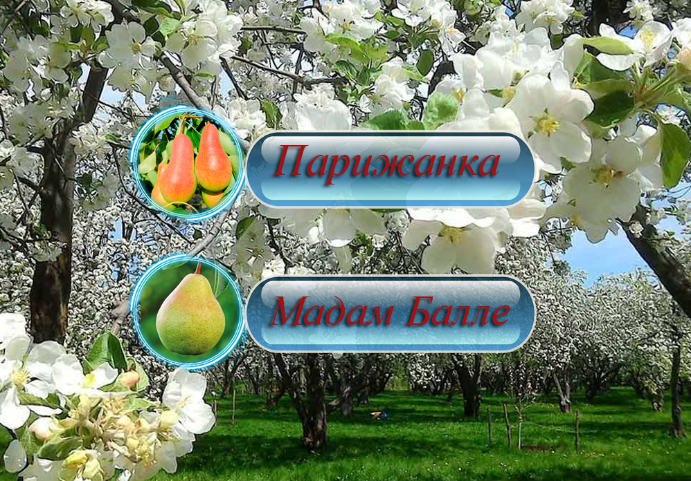 Купити саджанці дерево-саду груші  "Парижанка" + "Мадам Балле"