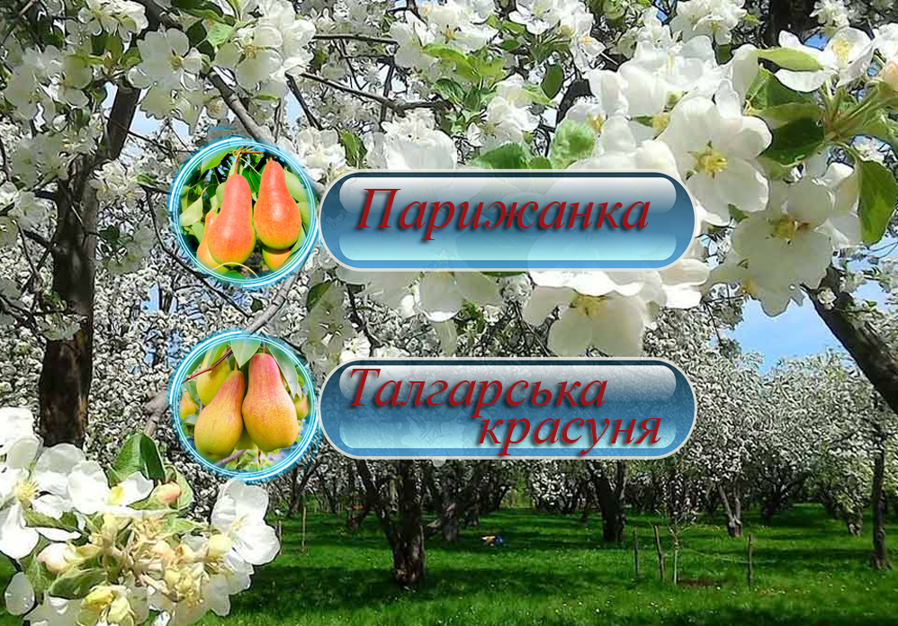 Купити саджанці дерево-саду груші  " Парижанка" + "Талгарська красуня"