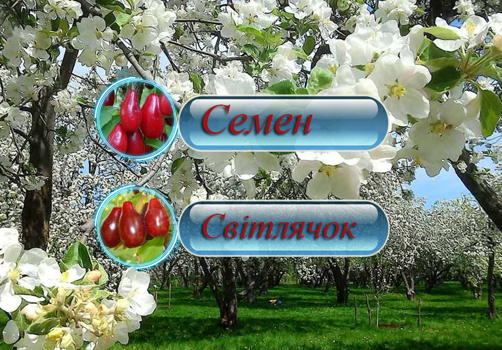 Купити саджанці дерево-саду кизилу "Семен" + "Світлячок" (щеплений)