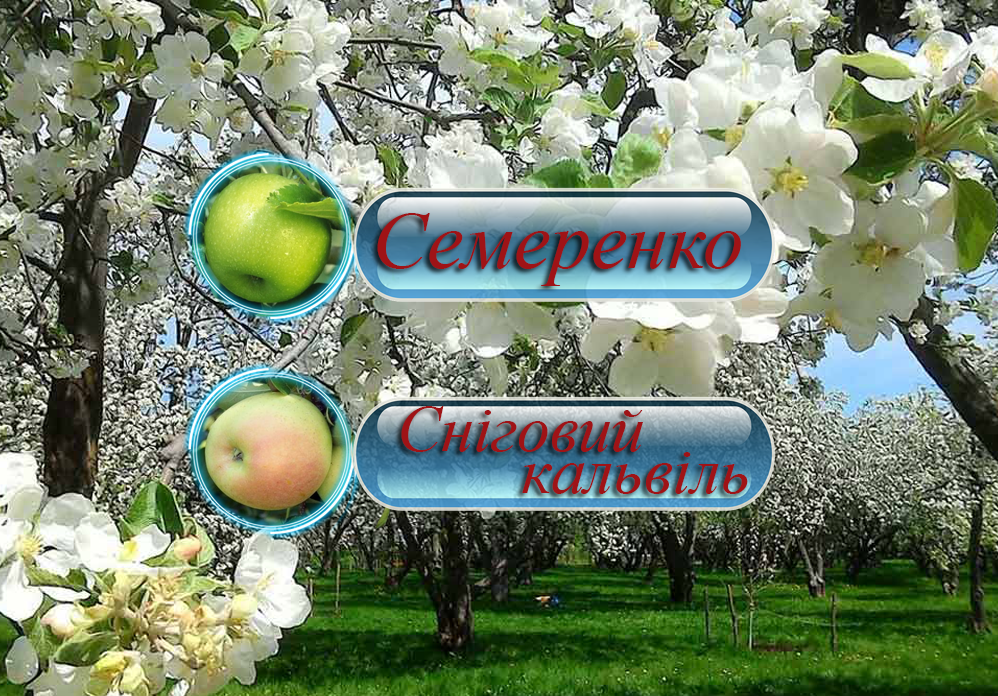 Купити саджанці дерево-саду яблуні  "Сніговий кальвиль" + "Симиренко"