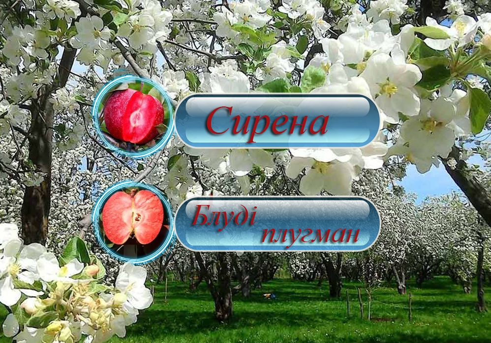 Купити саджанці дерево-саду яблуні  "Сирена" + "Блуді Плугман"
