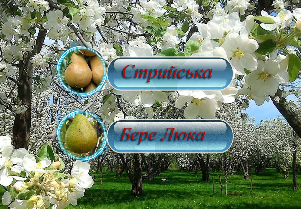 Купити саджанці дерево-саду груші  "Стрійська" + "Бере Люка"