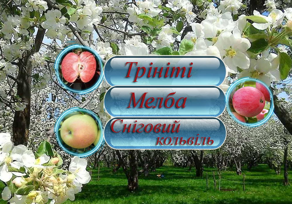 Купити саджанці дерево-саду яблуні  "Трініті" + "Мелба" + "Сніговий кальвіль"