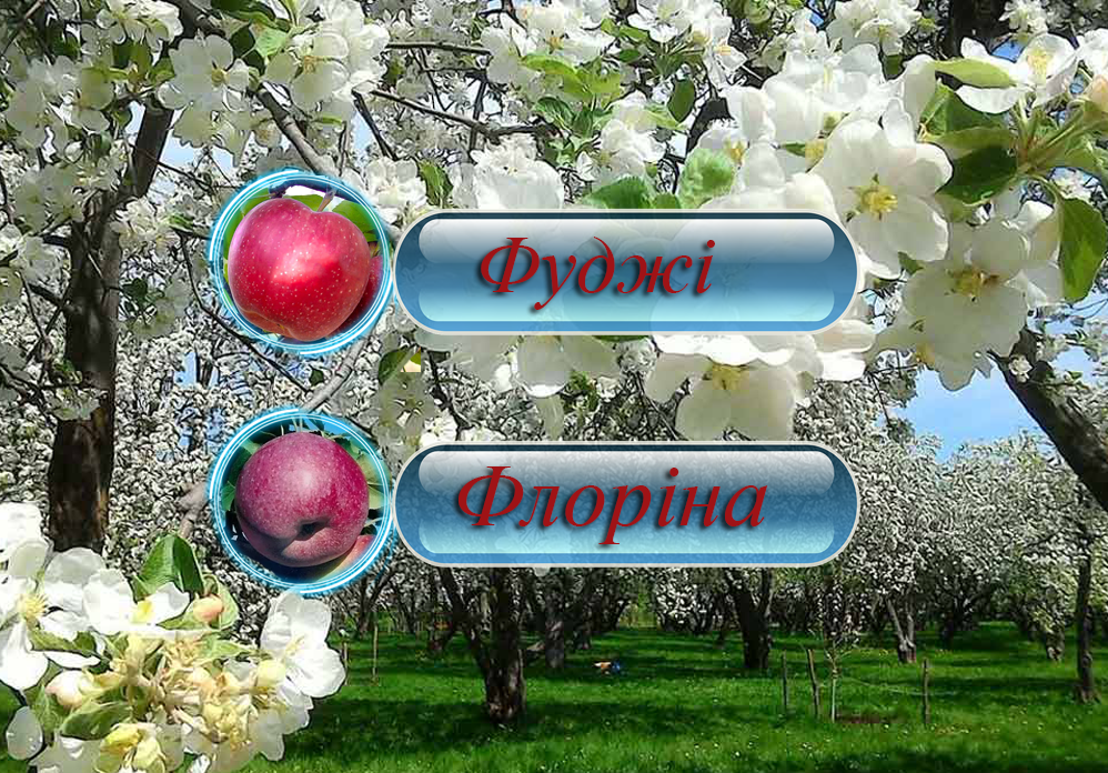 Купить саженцы дерево-сада яблони " Фуджі" + "Флоріна"