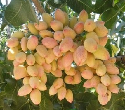 Купить Фисташку "Альбина"