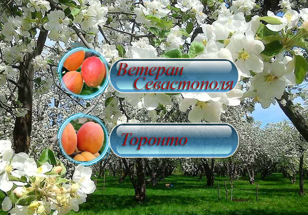 Купить саженцы дерево-сада абрикоса "Ветеран Севастополя" + "Торонто"