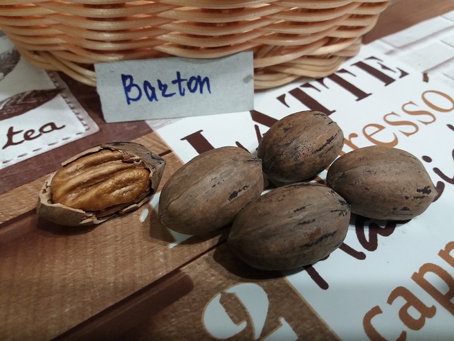 Купити саджанці горіху пекан «Barton» (Бартон)