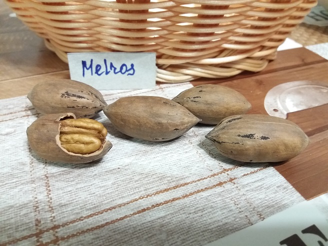 Купити саджанці горіху пекан «Melros» (Мелрос)