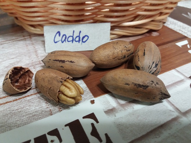 Купити саджанці горіху пекан «Caddo» (Каддо)