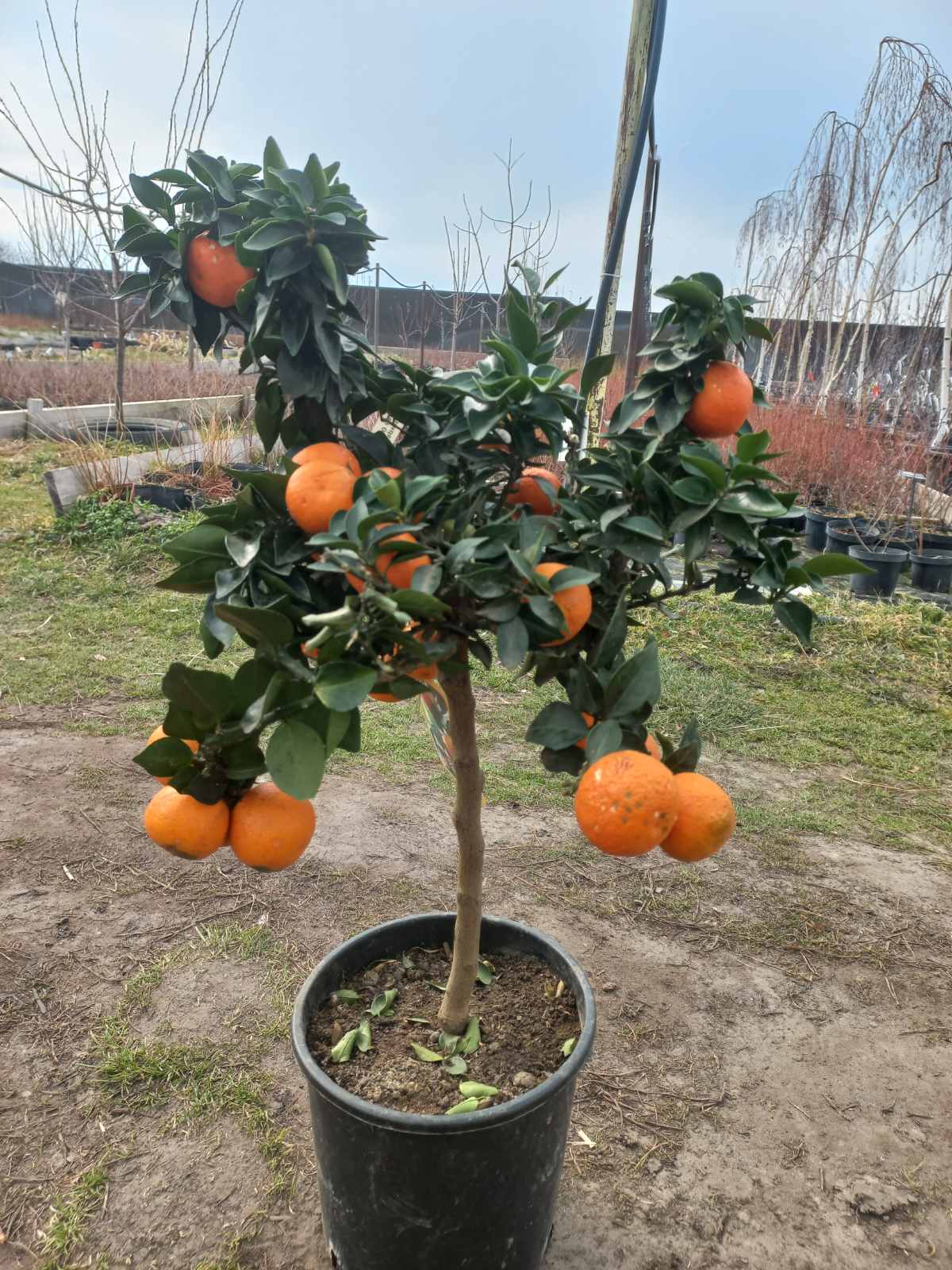 Купити саджанці мандарина