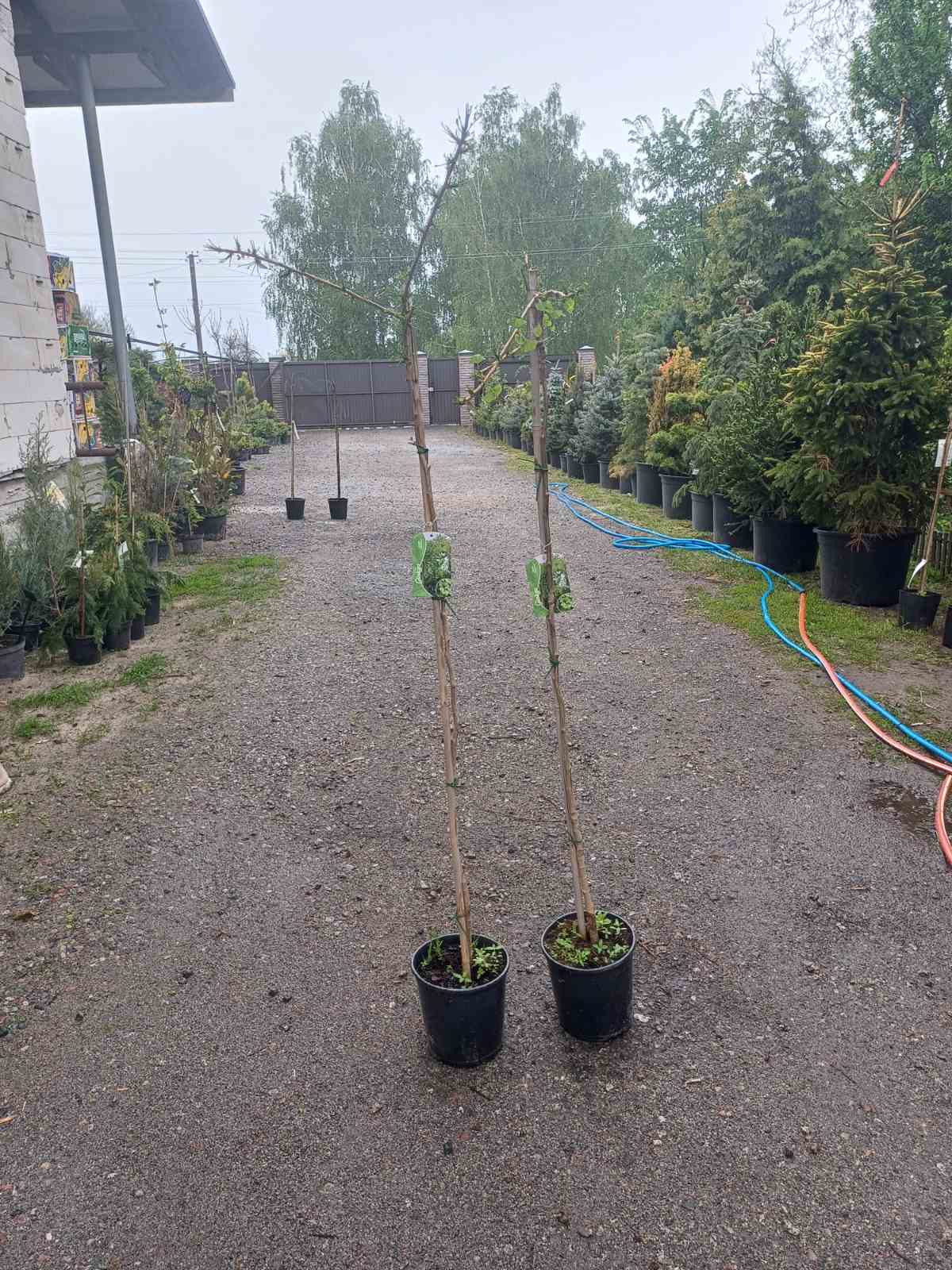 Купити саджанці Гінко Білоби "Pendula" на штамбі самовивозом
