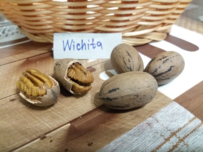 Купити саджанець горіха пекана Вічіта
