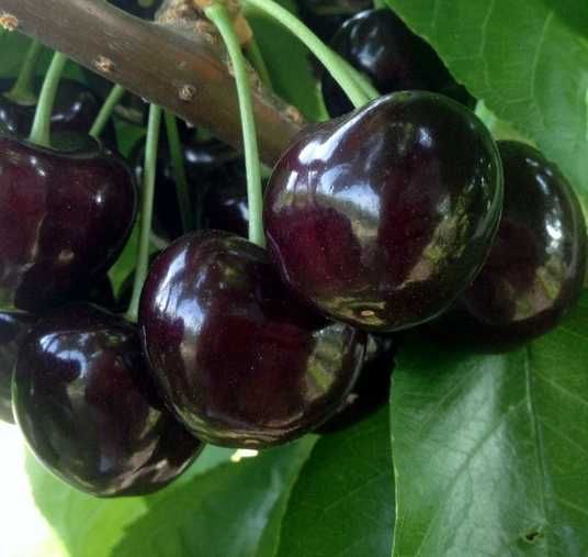 Купить саженец черешни Блэк Стар