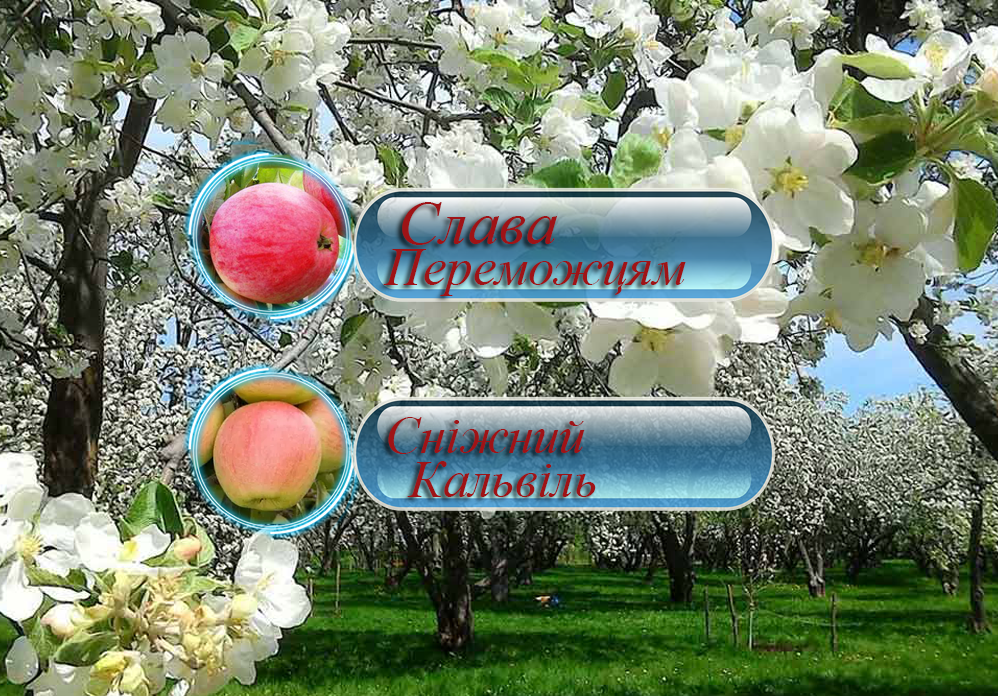 Купити дерево-сад яблуні слава переможцям та ніжний кальвіль