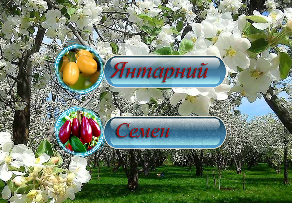 Купити кизил Дерево-сад