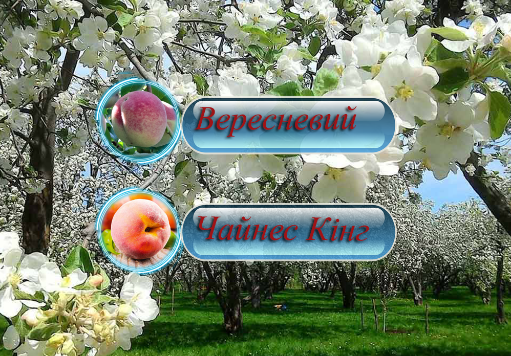 Купити ерсик Дерево-Сад