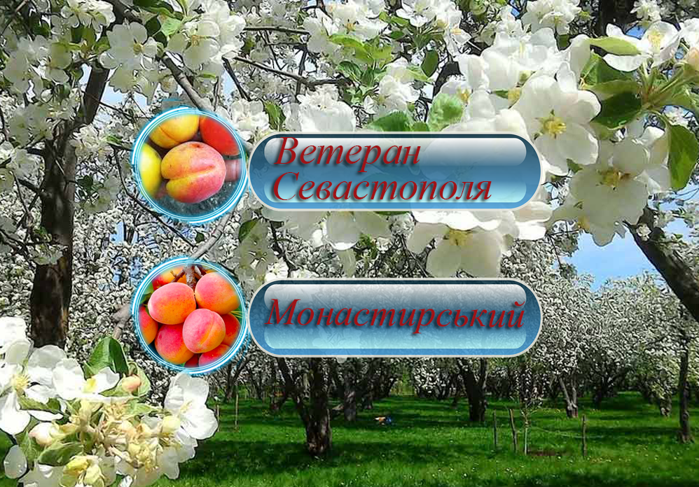 Купити абрикос дерево-сад