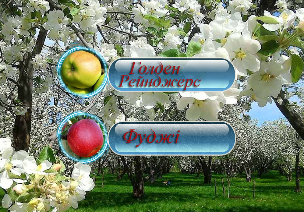 Купити яблуню Голден Рейнджерс + Фуджі