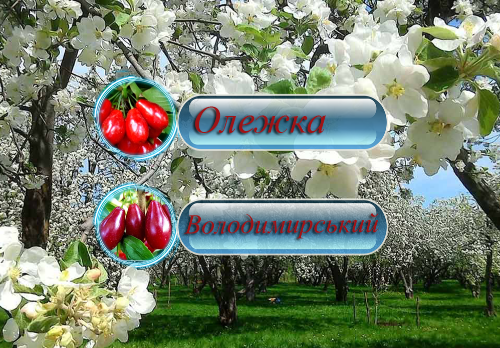 Купити кизил Дерево сад