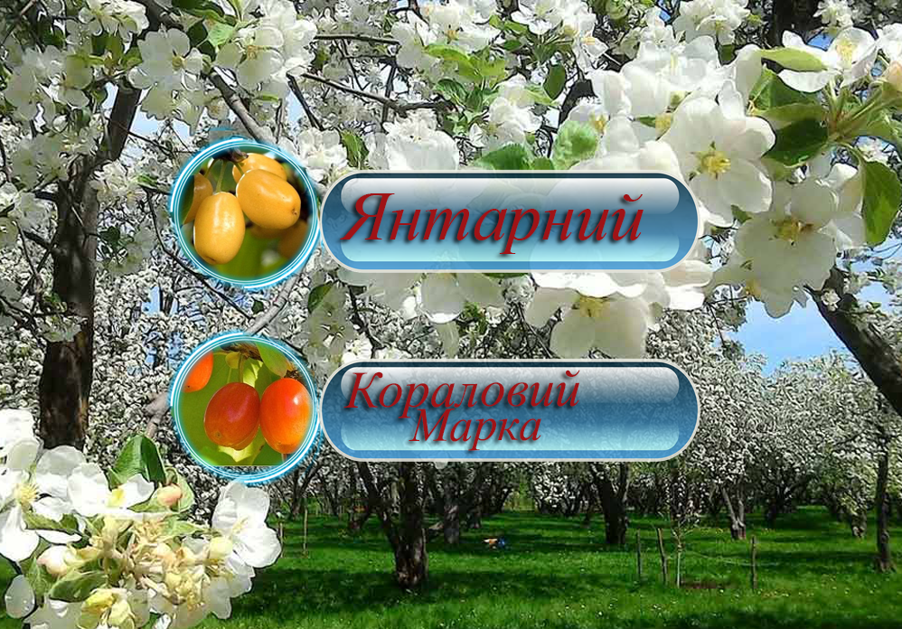 Купити кизил Дерево-сад