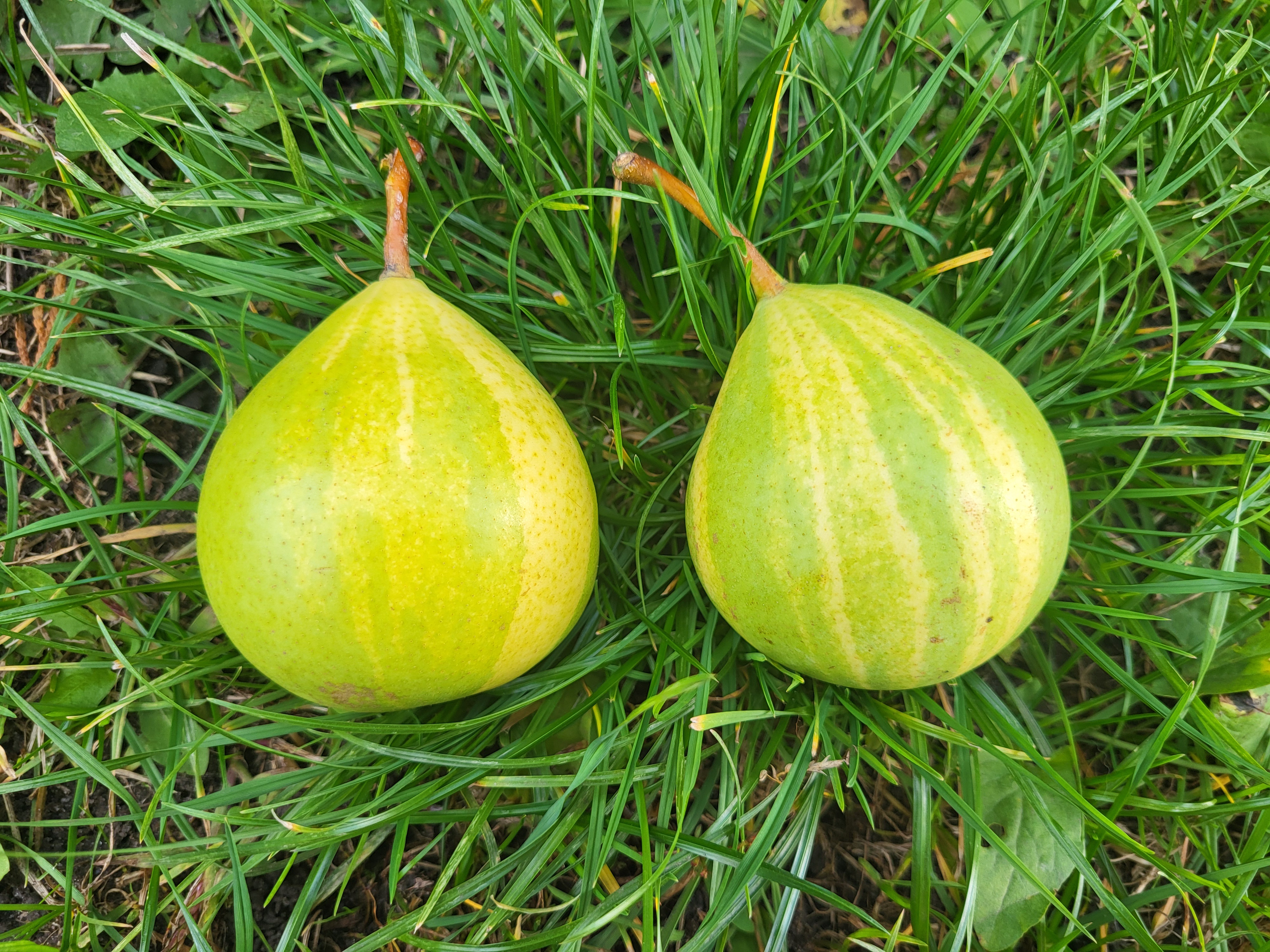 Купить саженцы груш