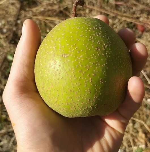 Купити саджанці груші азіатської Олімпік