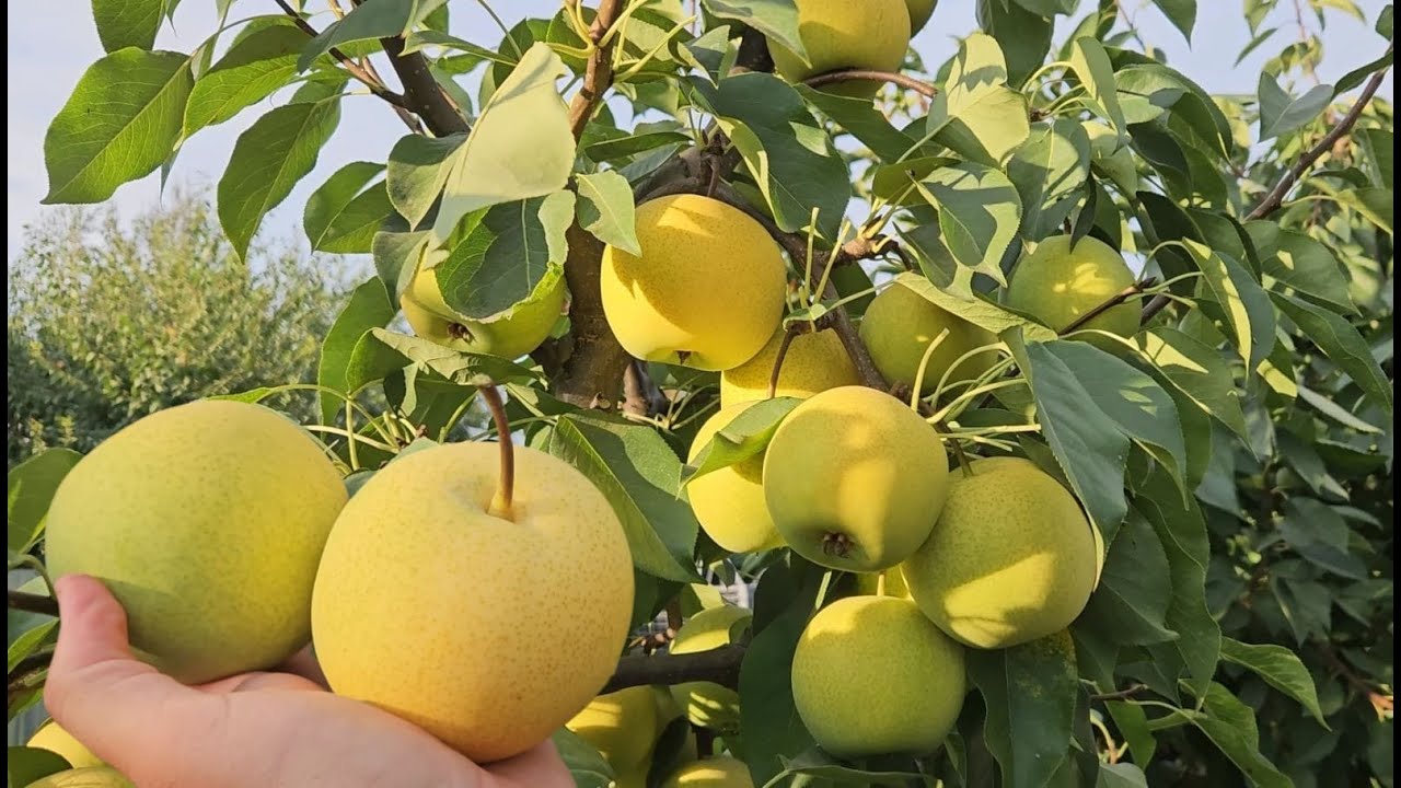 Купити саджанці груші азіатської Тембо Лі 