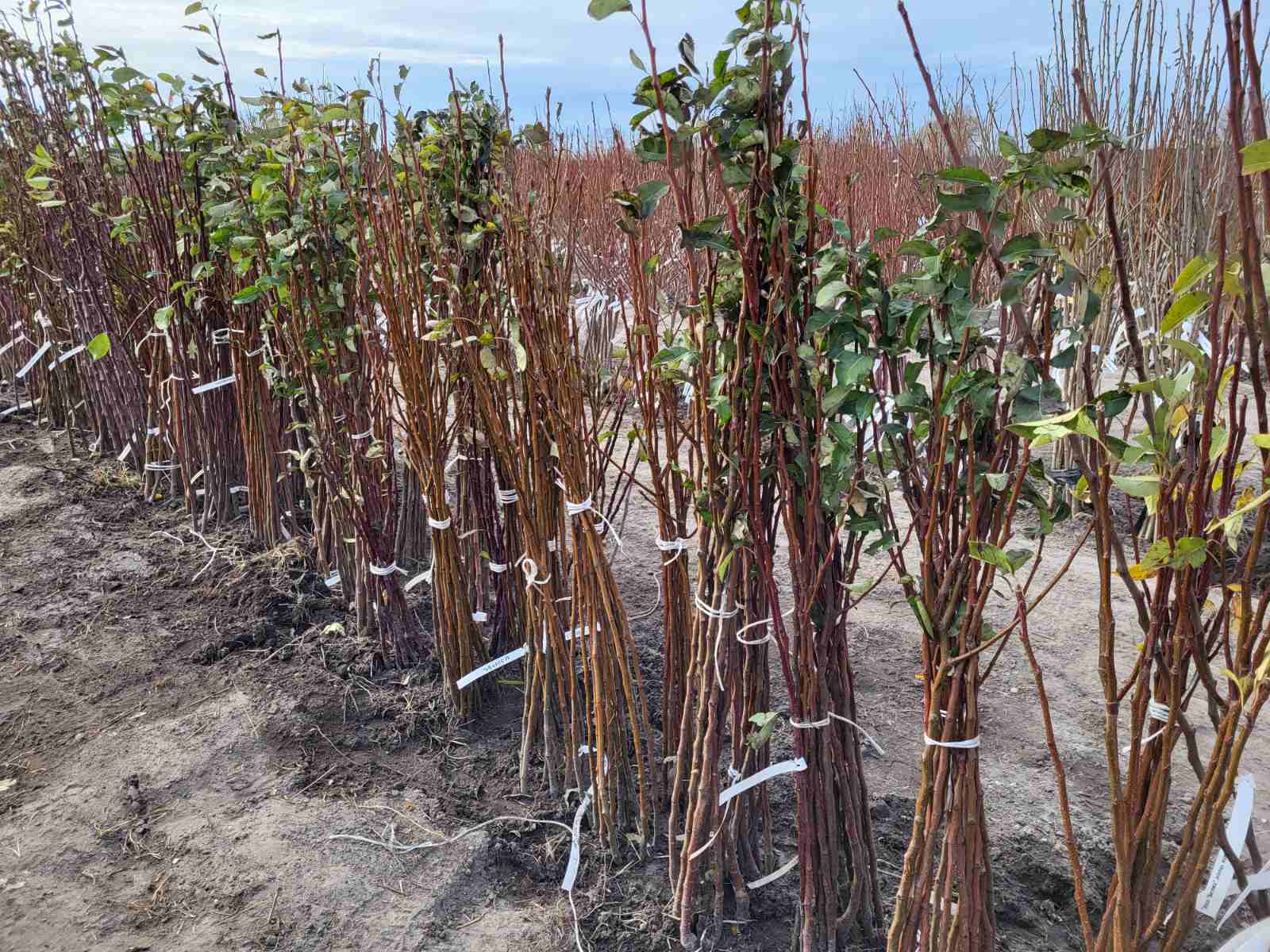 Купити саджанці груш азіатських