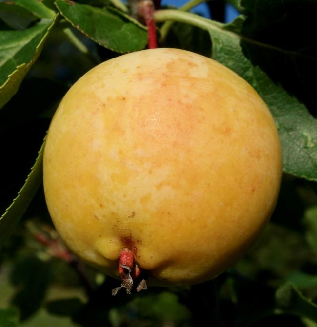 Купить саженцы яблони декоративной Спектабилис