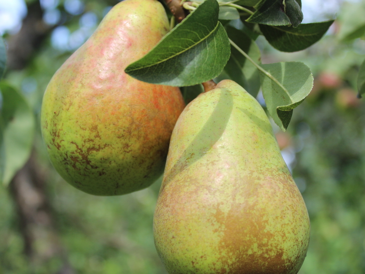 Купити Грушу "Ізольда"