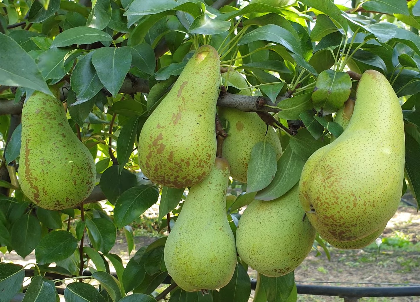 Купити Грушу "Аббат Фетель"