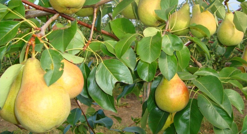 Купить Грушу "Виктория"