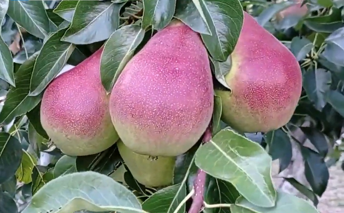 Купити Грушу "Вільямс зимовий" (Кюре)