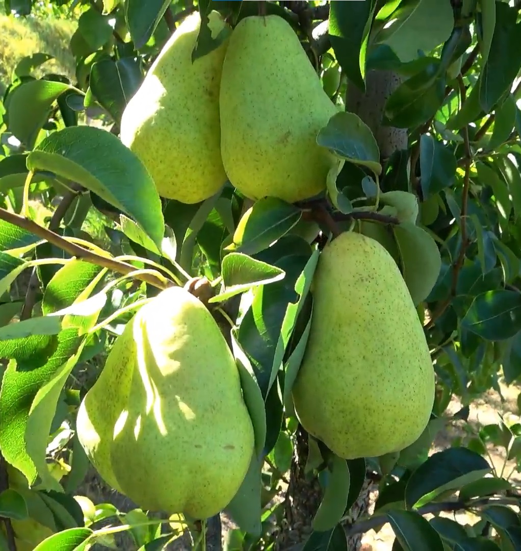 Купити Грушу "Вільямс літній"