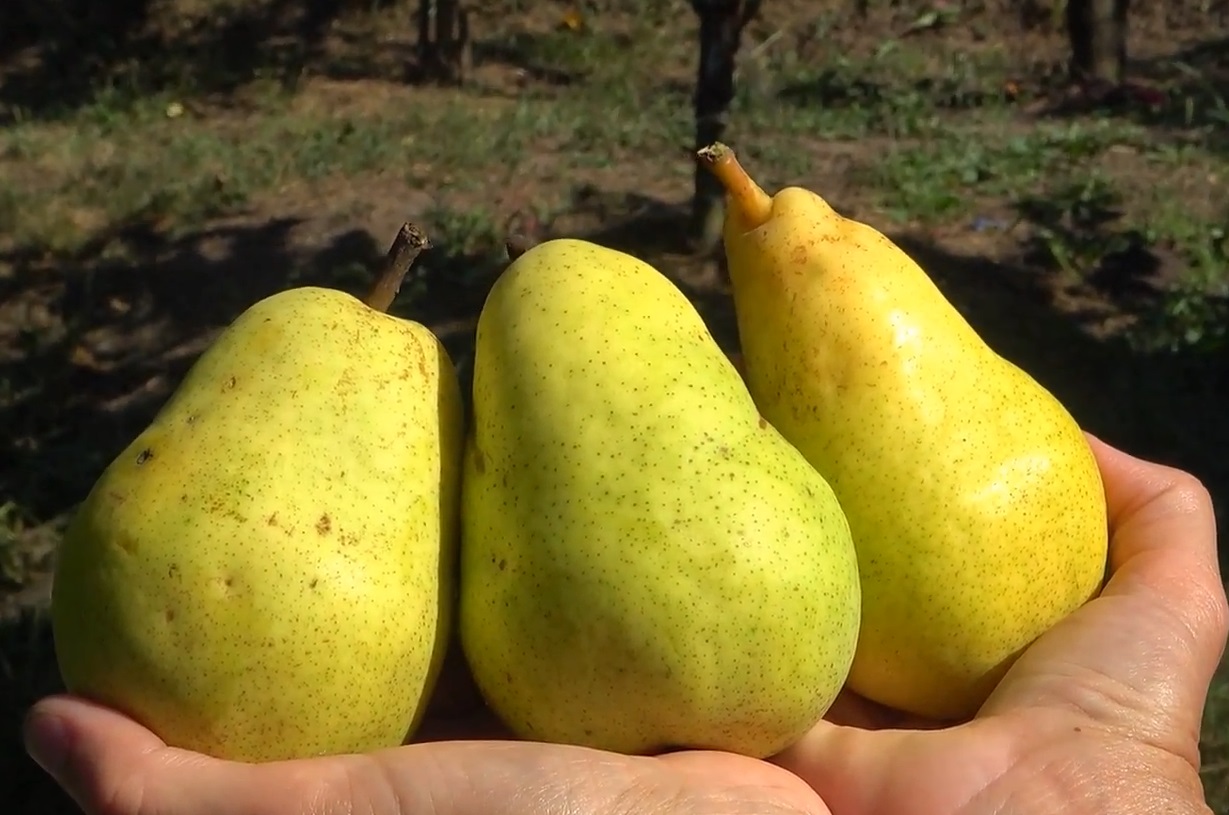 Купити Грушу "Вільямс літній"