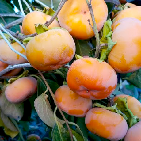 Купити саджанці хурми Дар Софіївки 